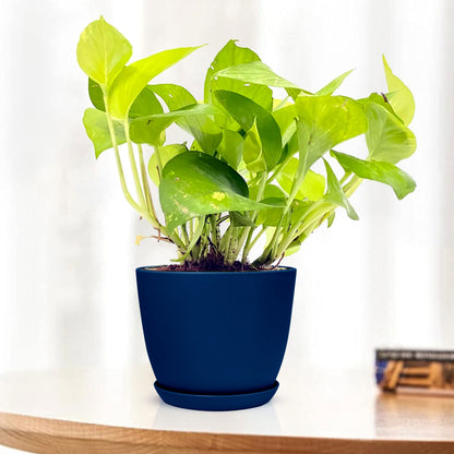 blue money plant Golden Money Plant Variegated with Decorative Planter