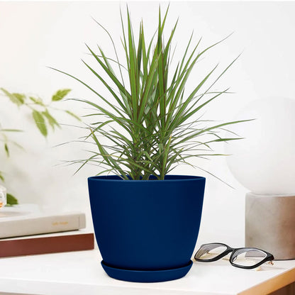 Marginata Plant with Decorative Planter - Land Secret