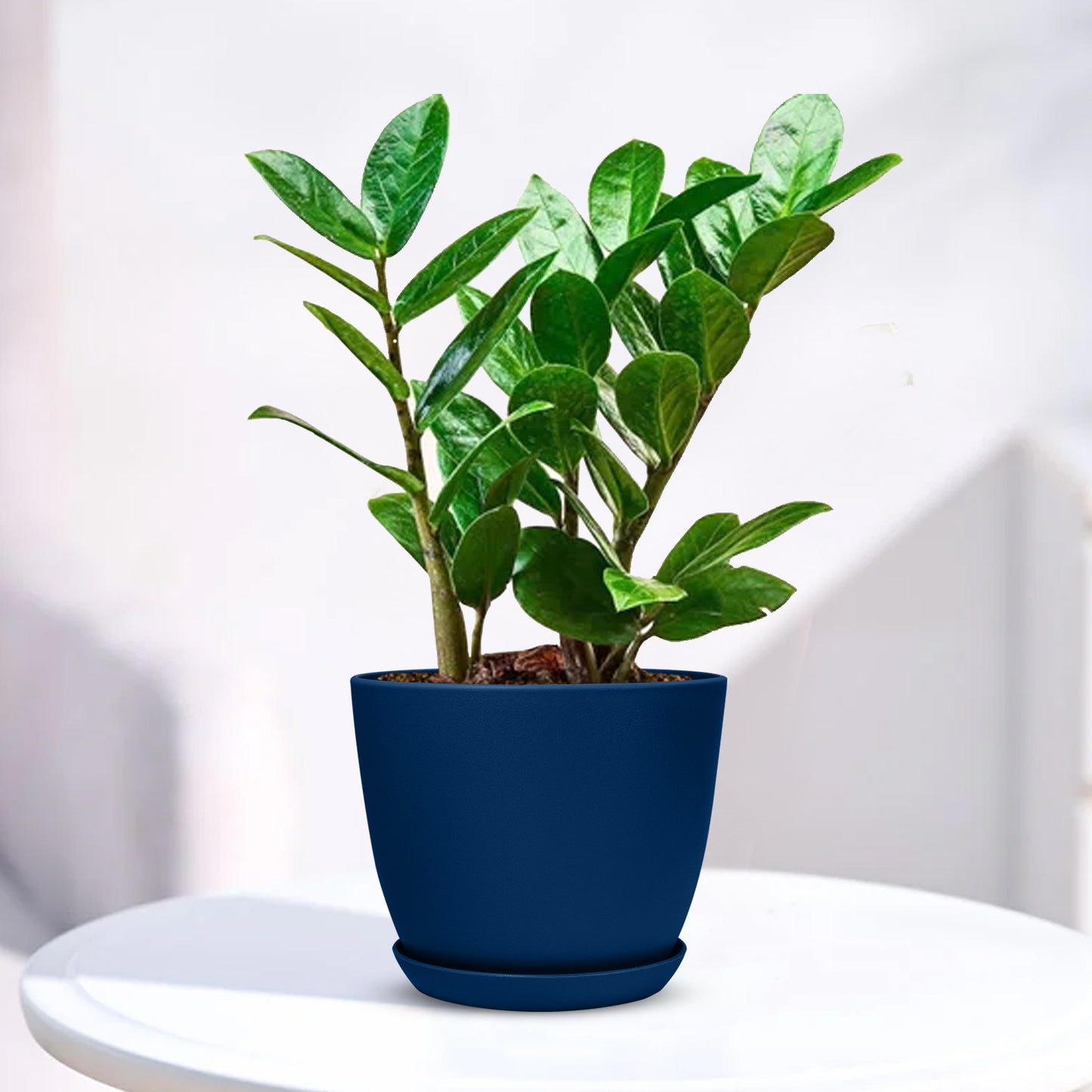 ZZ Plant - Zamioculcas zamiifolia with Decorative Planter - Land Secret