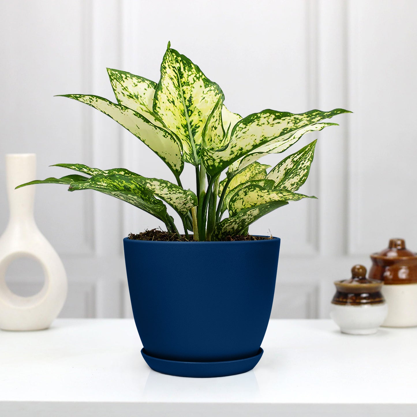 aglaonema blue Aglaonema Chinese Evergreen: Beautiful & Air-Purifying