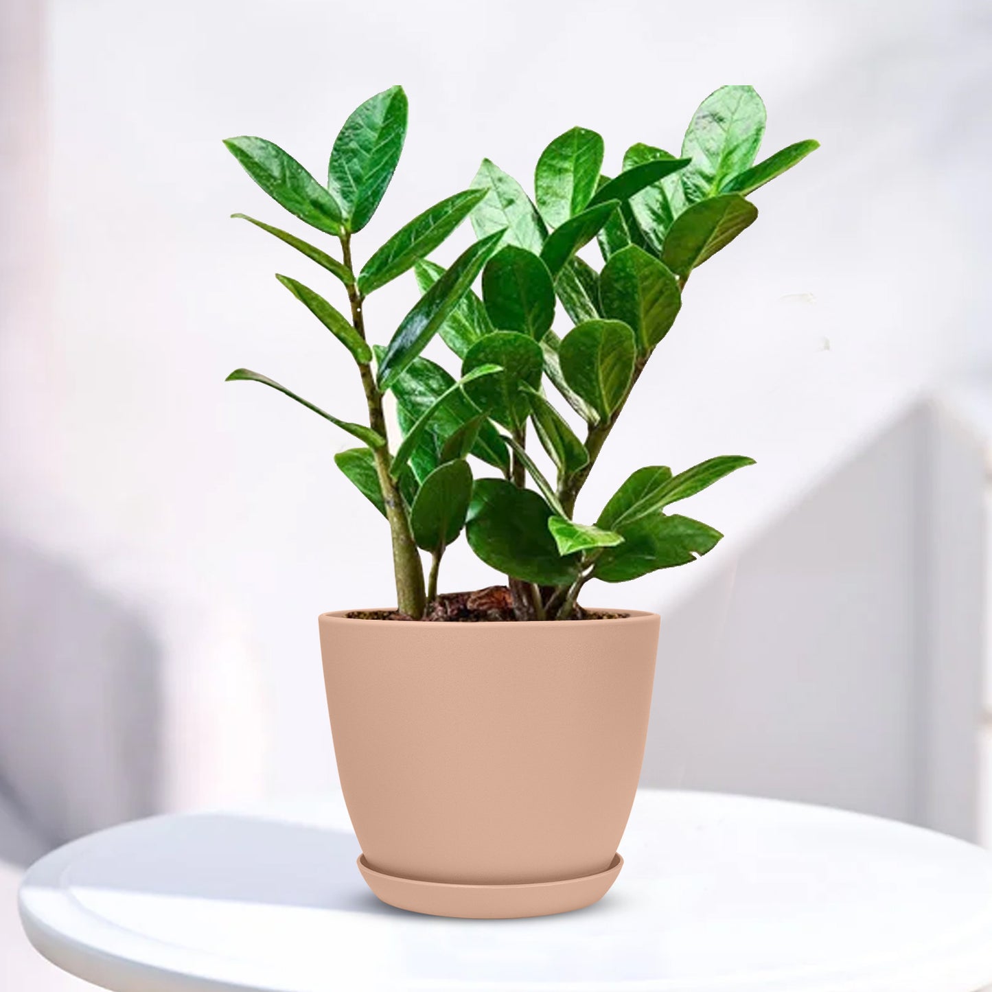 ZZ Plant - Zamioculcas zamiifolia with Decorative Planter - Land Secret