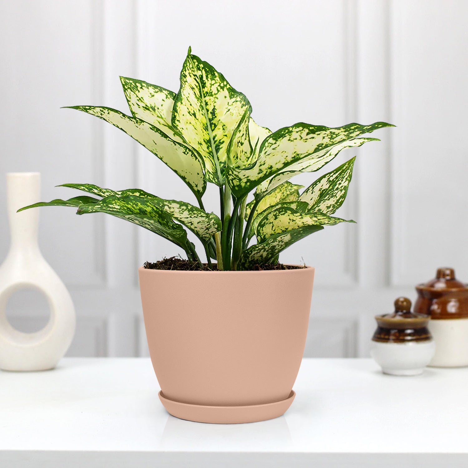 Aglaonema Chinese Evergreen: Beautiful & Air-Purifying