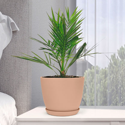 Phoenix Canariensis with Decorative Planter - Land Secret