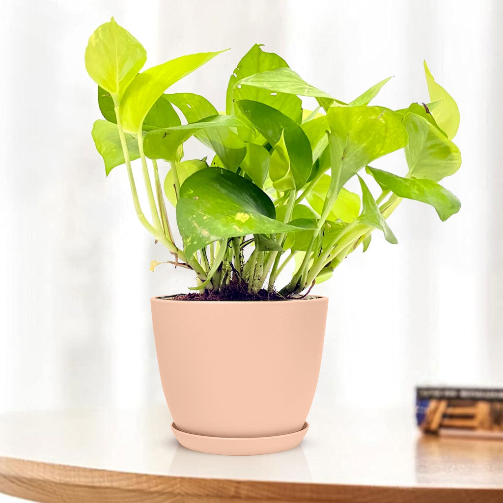 Golden Money Plant with Decorative Planter - Land Secret