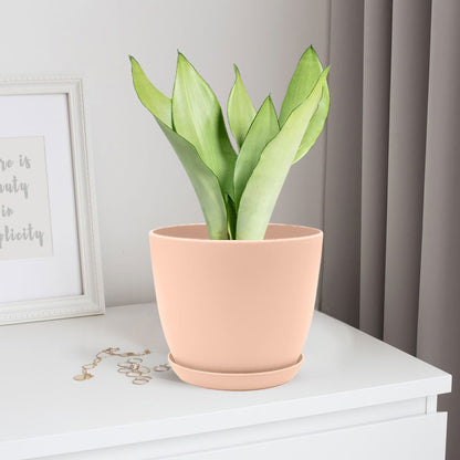 Sansevieria moonshine with Decorative Planter - Land Secret