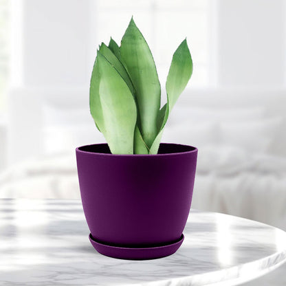 Sansevieria moonshine with Decorative Planter - Land Secret