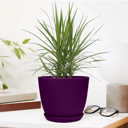 Marginata Plant with Decorative Planter - Land Secret