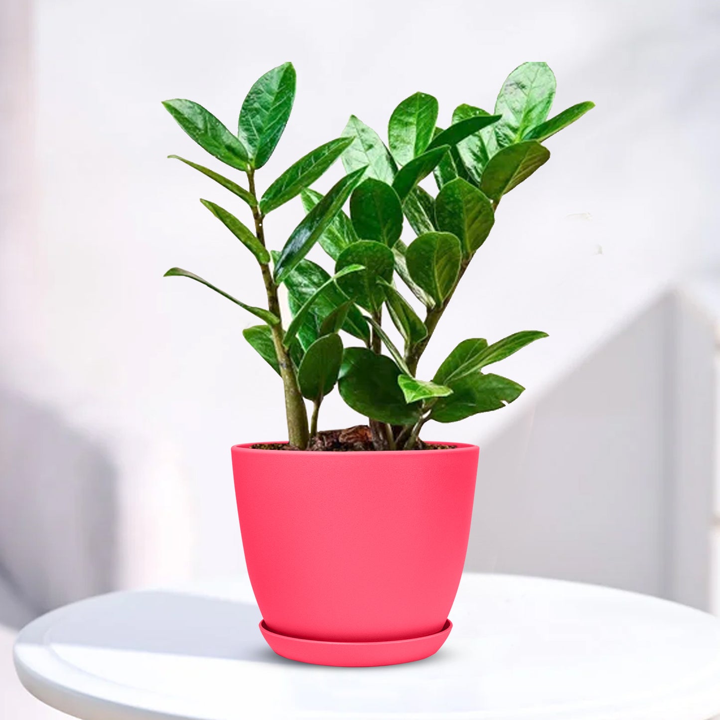 ZZ Plant - Zamioculcas zamiifolia with Decorative Planter - Land Secret