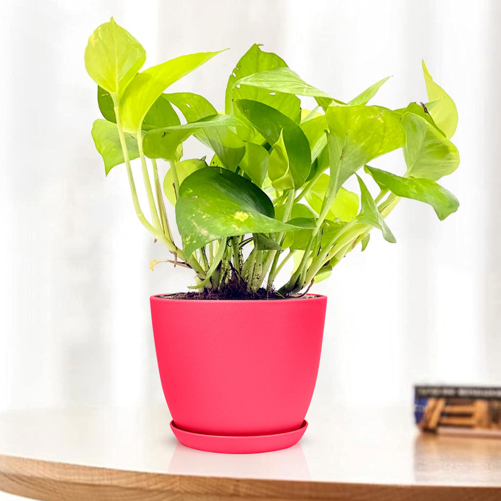 Golden Money Plant with Decorative Planter - Land Secret