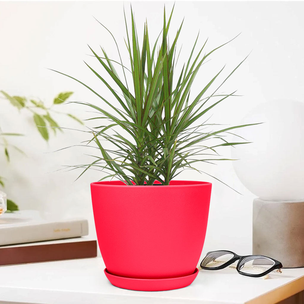 Marginata Plant with Decorative Planter - Land Secret