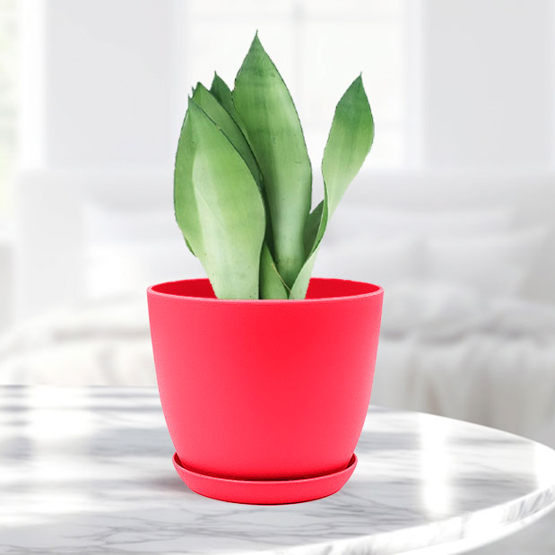 Sansevieria moonshine with Decorative Planter - Land Secret