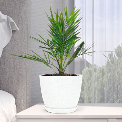 Phoenix Canariensis with Decorative Planter - Land Secret