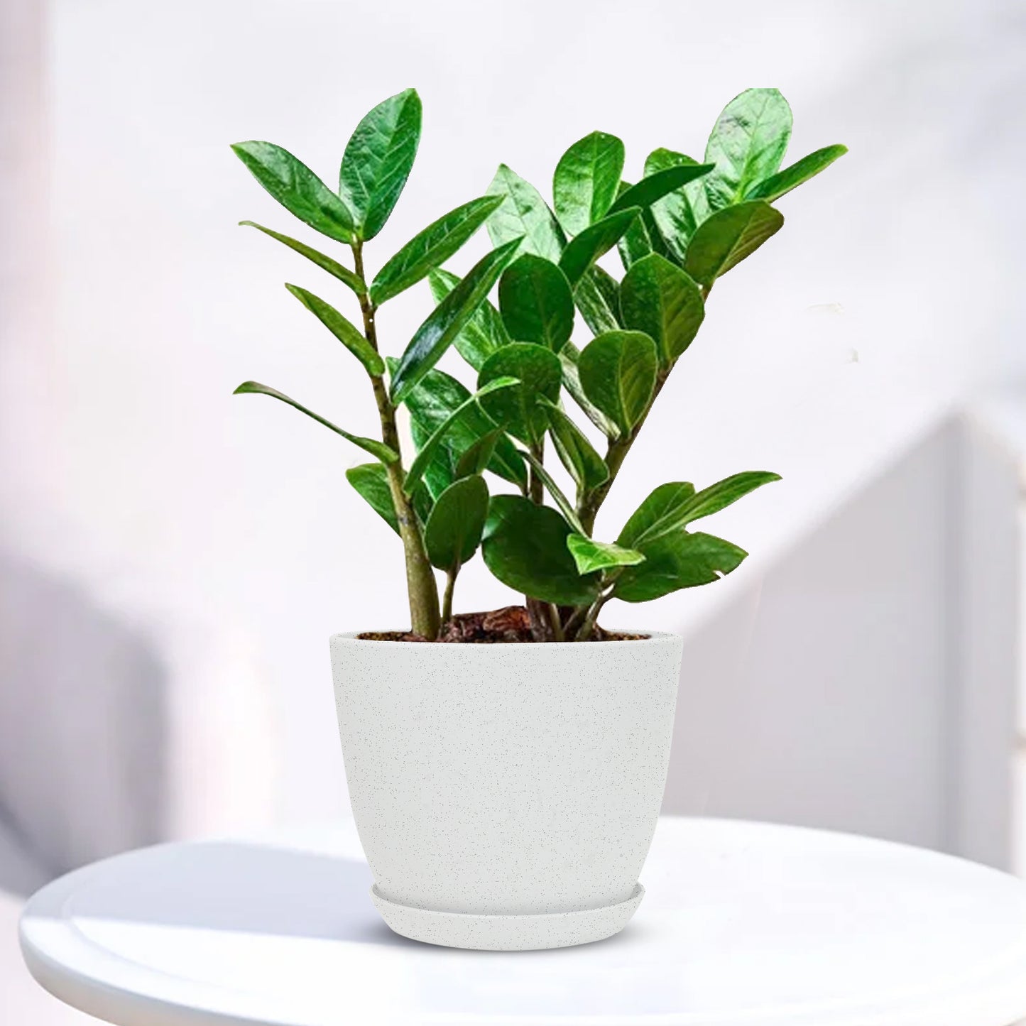 ZZ Plant - Zamioculcas zamiifolia with Decorative Planter - Land Secret