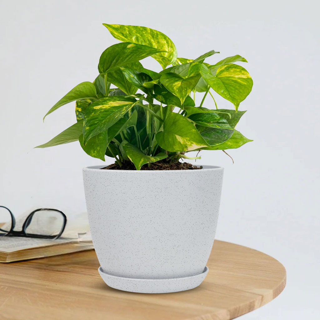 Money Plant Variegated with Decorative Planter - Land Secret