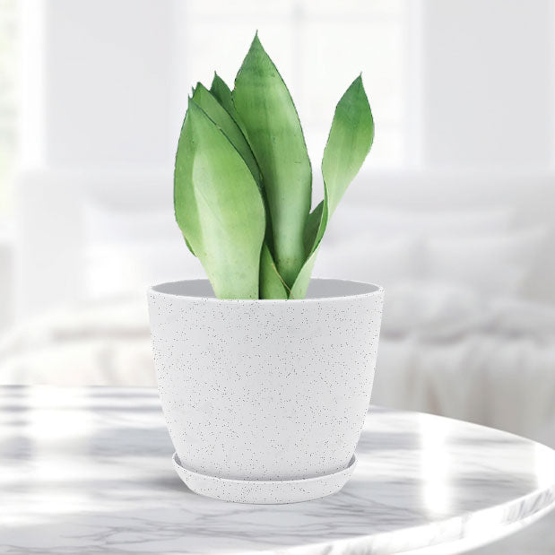 Sansevieria moonshine with Decorative Planter - Land Secret