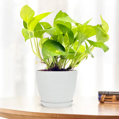 Golden Money Plant with Decorative Planter - Land Secret