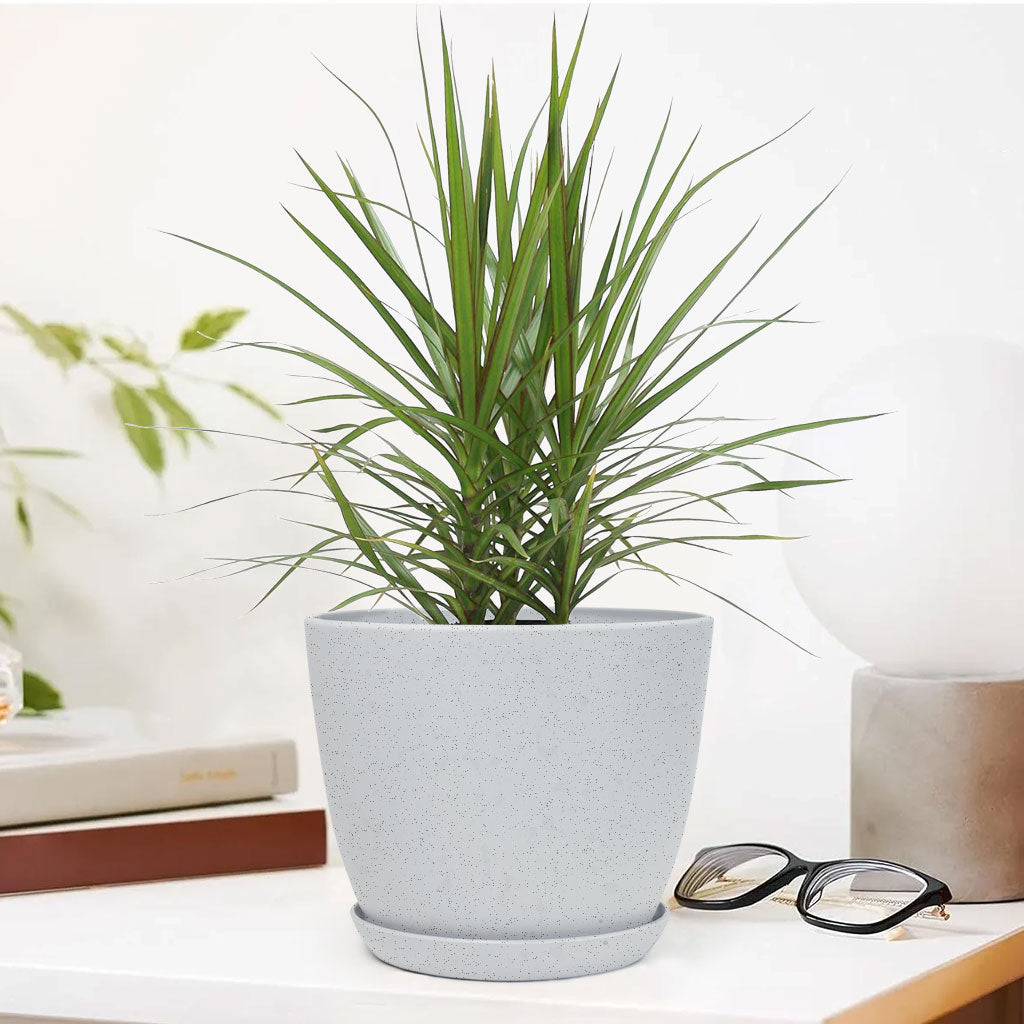 Marginata Plant with Decorative Planter - Land Secret
