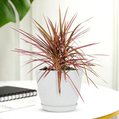 Marginata Plant with Decorative Planter - Land Secret