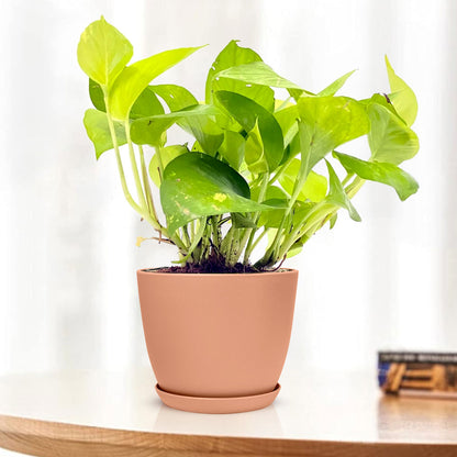 golden leaf money plant Golden Money Plant Variegated with Decorative Planter
