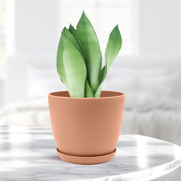 Sansevieria moonshine with Decorative Planter - Land Secret