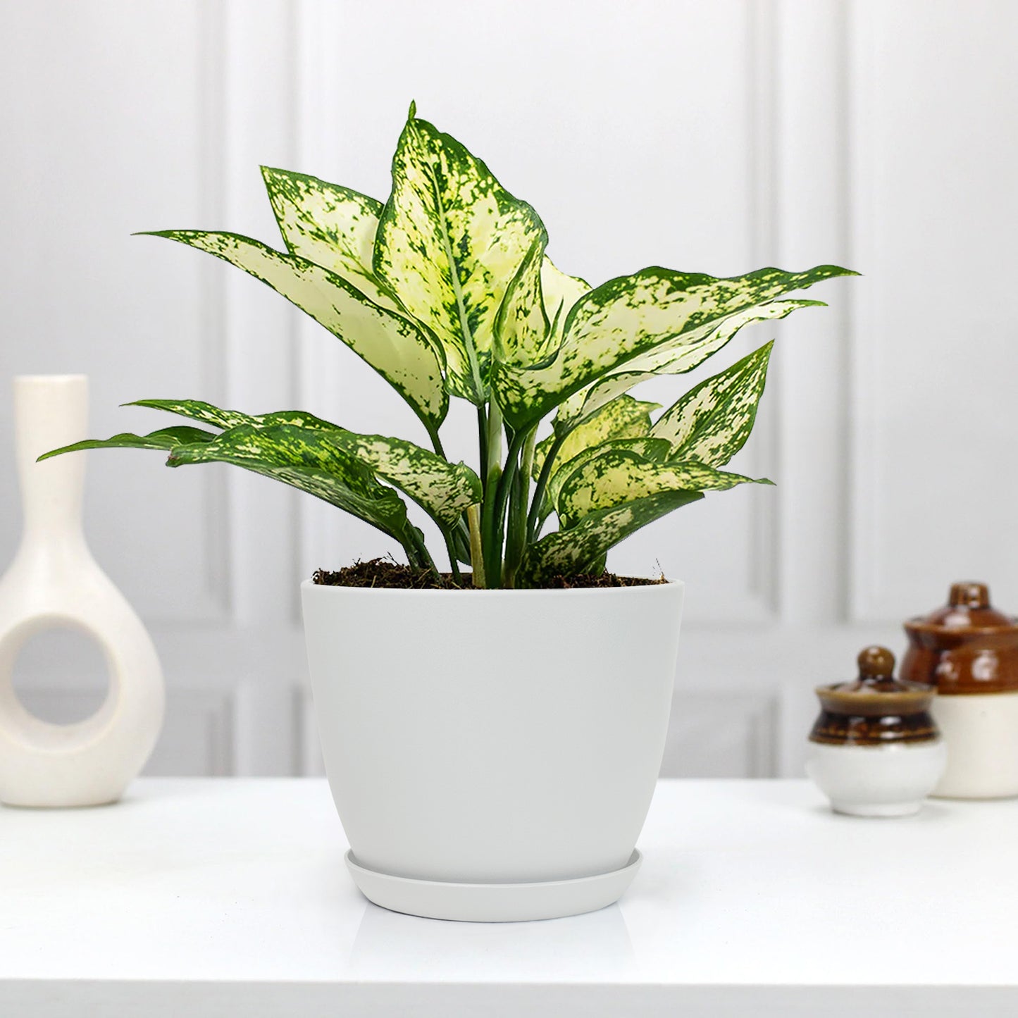 aglaonema mini Aglaonema Chinese Evergreen: Beautiful & Air-Purifying