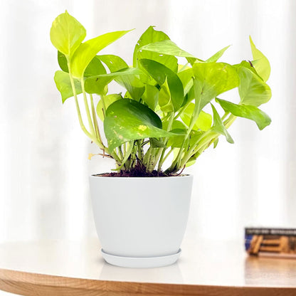 golden money plant images Golden Money Plant Variegated with Decorative Planter