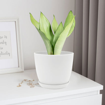 Sansevieria moonshine with Decorative Planter - Land Secret