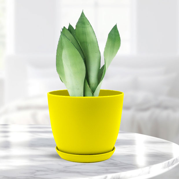 Sansevieria moonshine with Decorative Planter - Land Secret